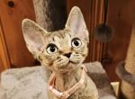 Miki - Devon Rex Cat For Sale - Williamsburg, VA, US