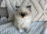 Khaki - Himalayan Kitten For Sale - Denton, TX, US