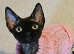 Kamiko - Devon Rex Cat For Sale - Williamsburg, VA, US