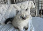 Kash - Persian Kitten For Sale - Denton, TX, US