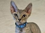 Casper - Devon Rex Kitten For Sale - Williamsburg, VA, US