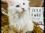 White Odd eyed Maine Coon - Maine Coon Cat For Sale - Wisconsin Rapids, WI, US