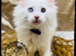 Sushi Corduroy Litter - Maine Coon Cat For Sale - Wisconsin Rapids, WI, US