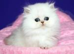 Richard - Persian Kitten For Sale - Hollywood, FL, US