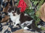 Munchkin - Munchkin Kitten For Sale - New Whiteland, IN, US