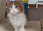 Leo - Maine Coon Cat For Sale - Hollywood, FL, US