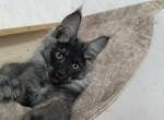 Max - Maine Coon Kitten For Sale - Hollywood, FL, US