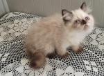 emma - Himalayan Cat For Sale - IL, US