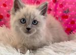 New Siamese Litter - Siamese Kitten For Sale - Cherry Hill, NJ, US