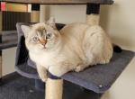 Snowflake - Scottish Straight Cat For Sale - Nicholasville, KY, US