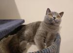 Emy - Scottish Straight Cat For Sale - Nicholasville, KY, US