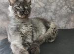 Maine coon Russian LG wth B rights - Maine Coon Cat For Sale - Gaylord, MI, US