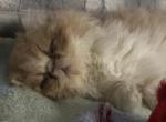 Beautiful Quality Persians - Persian Kitten For Sale - Lehighton, PA, US