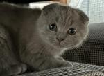Mia baby boy - Scottish Fold Kitten For Sale - Jobstown, NJ, US