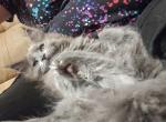 Button - Maine Coon Kitten For Sale - Trevor, WI, US