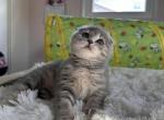 Pebbles - Scottish Fold Kitten For Sale - Abingdon, MD, US