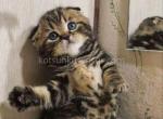 Butterfly tabby black marbled girl scottish fold - Scottish Fold Kitten For Sale - CA, US