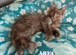 Arya Game of Thrones Litter - Maine Coon Kitten For Sale - Kingman, AZ, US