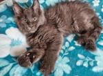 Brienne Game of Thrones Litter - Maine Coon Kitten For Sale - Kingman, AZ, US