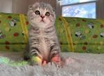 Cupcake - Scottish Fold Kitten For Sale - Abingdon, MD, US