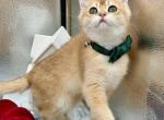 Bingo - British Shorthair Cat For Sale - Gaithersburg, MD, US