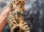 Pepper - Bengal Kitten For Sale - La Pine, OR, US