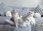 Emerald green eyed male - British Shorthair Kitten For Sale - State College, PA, US