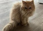 Gold female - Persian Kitten For Sale - 