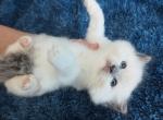 Marshmallow - Ragdoll Kitten For Sale - Troy, KS, US