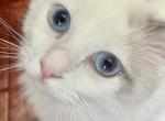 Posh the Snowball Ragdoll Queen - Ragdoll Cat For Sale - Anaheim, CA, US