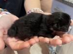 Munchkin Blk 2 Pending - Munchkin Kitten For Sale - West Palm Beach, FL, US