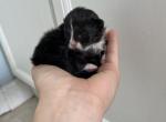 Girl Tuxedo Pending - Munchkin Kitten For Sale - West Palm Beach, FL, US