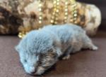 Kitten boy in gold - Russian Blue Kitten For Sale - Bridgewater Township, NJ, US