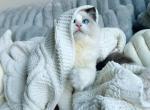 Blue bi color ragdoll kitten - Ragdoll Cat For Sale - New York, NY, US