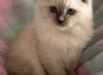 Katie - Ragdoll Kitten For Sale - 