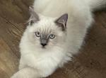 Alaska - Ragdoll Kitten For Sale - Bushnell, FL, US