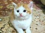 Wonka - Scottish Straight Kitten For Sale - New York, NY, US