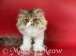 Energizer - Persian Cat For Sale - Yucca Valley, CA, US