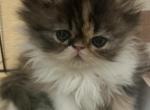 Calico Persian - Persian Kitten For Sale - Clarksville, TN, US