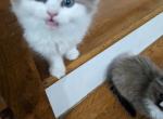 Ragdoll_Kittens - Domestic Kitten For Sale - Fort Lee, NJ, US