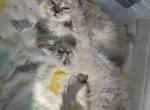 lulu and leo - Himalayan Cat For Sale - Mount Prospect, IL, US