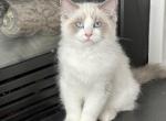 Fluffy Green - Ragdoll Cat For Sale - NC, US