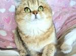 Dior - British Shorthair Kitten For Sale - 