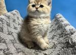 Mila - British Shorthair Kitten For Sale - Renton, WA, US