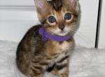 SOLD Purple Girl - Bengal Kitten For Sale - Jacksonville, FL, US