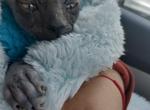 Blue boy - Sphynx Cat For Sale - Fontana, CA, US