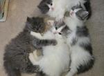 Ragdoll and Persian Mix - Ragdoll Kitten For Sale - Kasson, MN, US