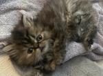 Tortie Persian - Persian Kitten For Sale - Clarksville, TN, US