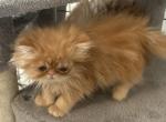 Red Persian - Persian Kitten For Sale - Clarksville, TN, US