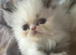 Cream Seal Point Persian - Persian Kitten For Sale - Clarksville, TN, US